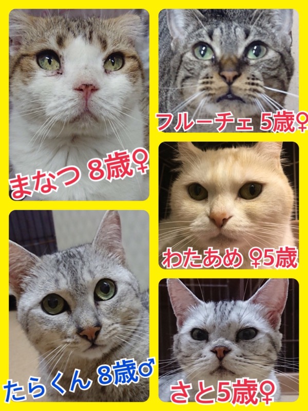 【７月は保護猫ちゃん🐱卒業強化月間です🐾】